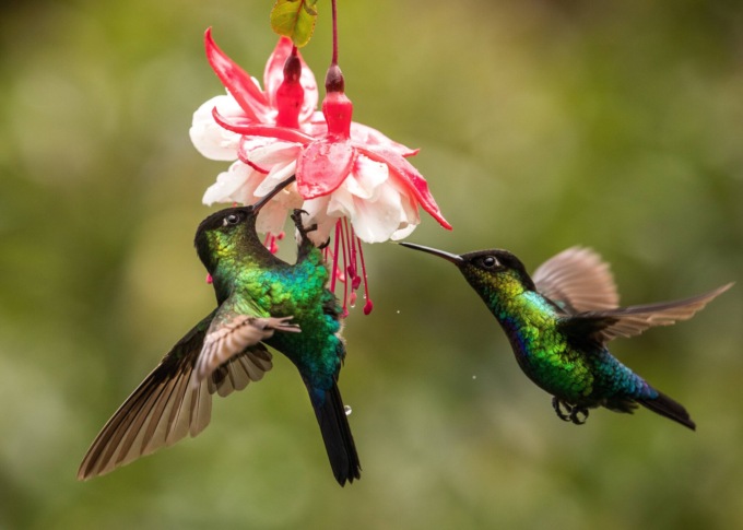 Il premio “Città di Sondrio” ai colibrì della Costa Rica