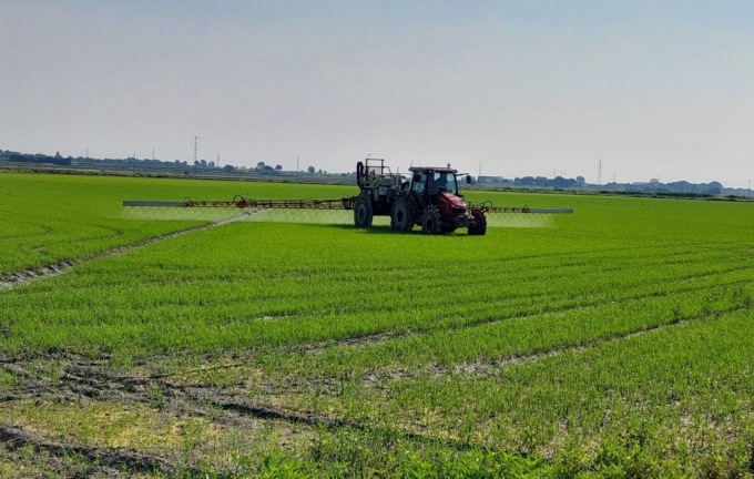 Il 2025 sarà l’anno del riso italiano