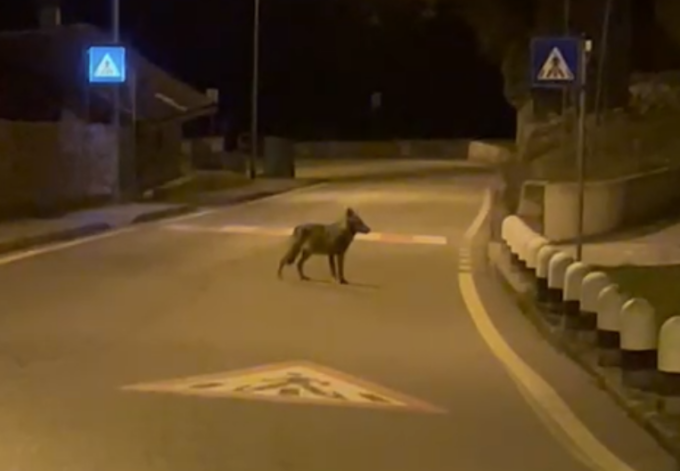 Lupo lungo la Statale 36: pericolo per automobilisti e residenti