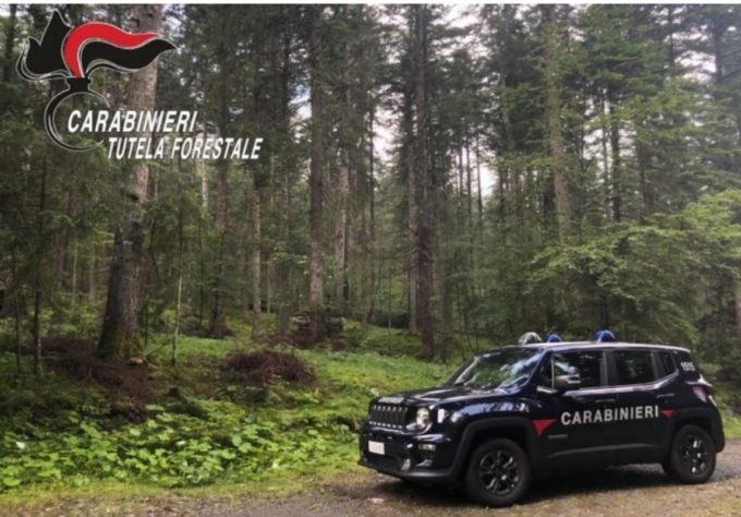 Carabinieri Forestali in prima linea per la Giornata Internazionale delle Foreste