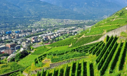 Agricoltura di montagna: convegno  a Sondrio fra tradizione e sostenibilità