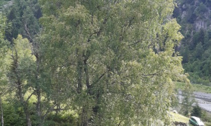 Regione Lombardia riconosce 48 nuovi alberi monumentali: 8 i “giganti verdi” della Provincia di Sondrio