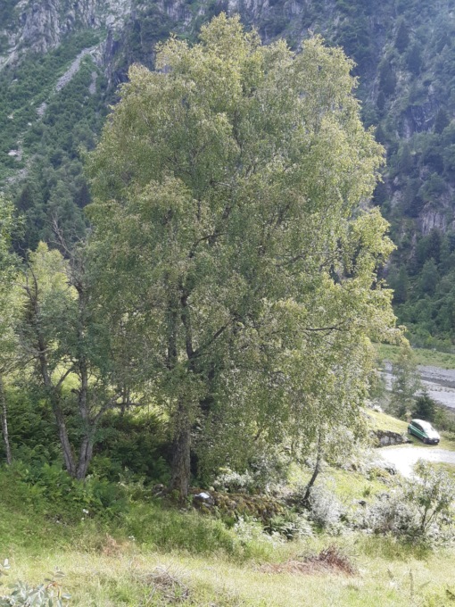 Regione Lombardia riconosce 48 nuovi alberi monumentali: 8 i “giganti verdi” della Provincia di Sondrio