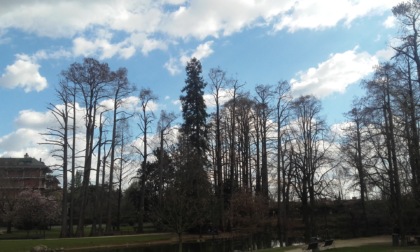 In Lombardia ci sono 48 nuovi alberi monumentali: 12 in Valtellina