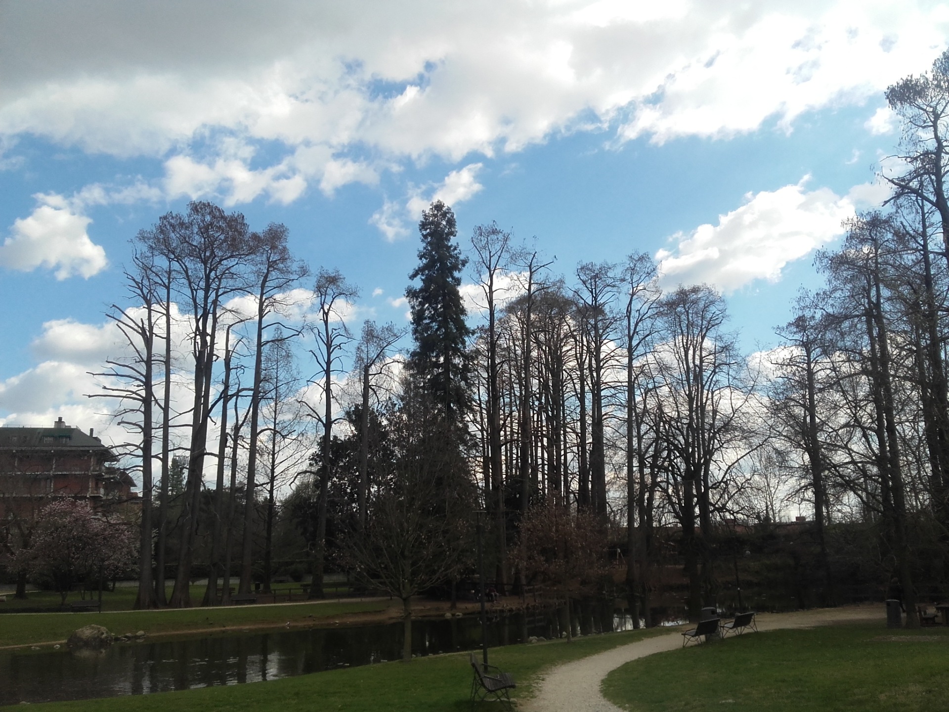 Cipresso delle paludi gruppo Brescia