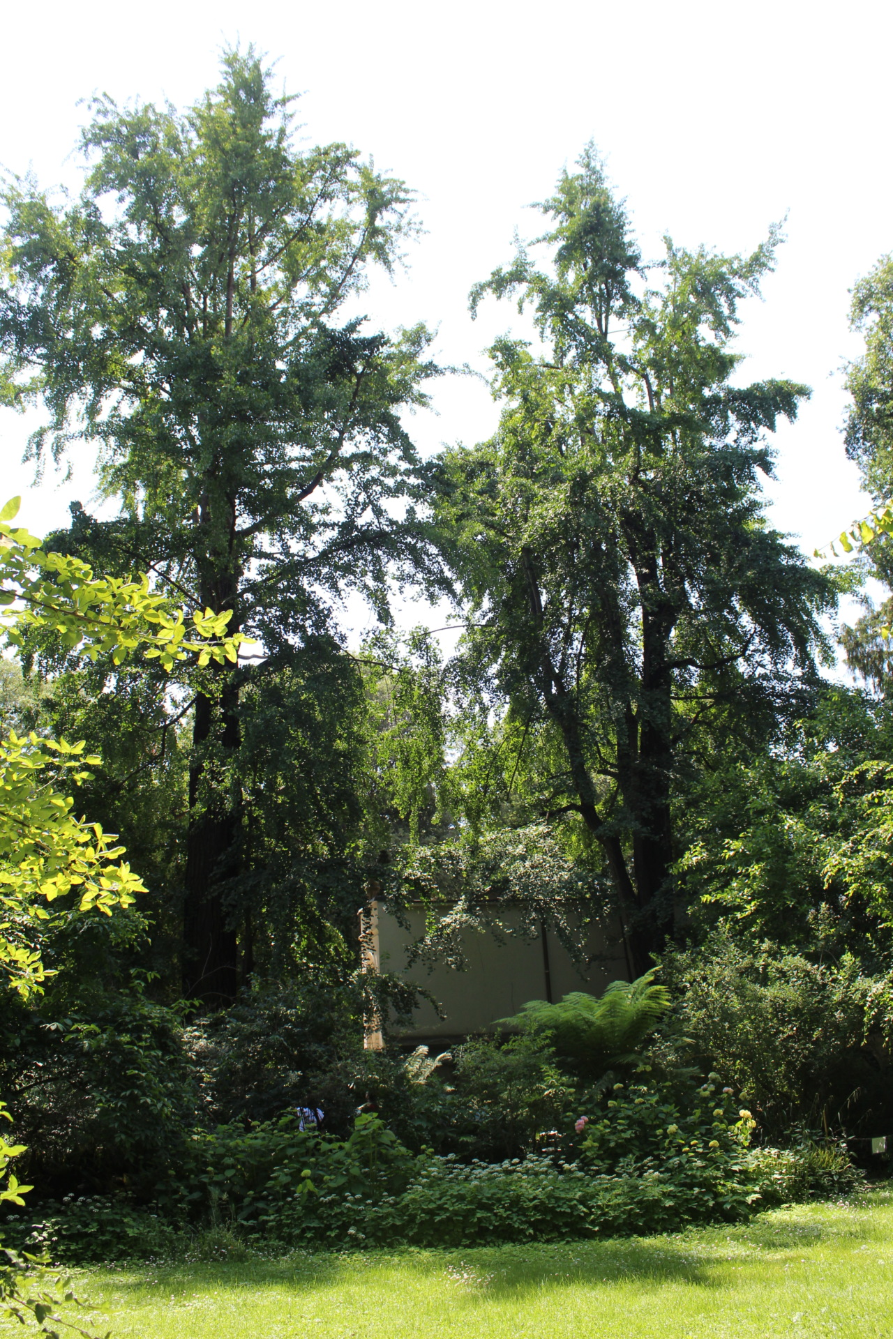 Ginkgo biloba gruppo Milano