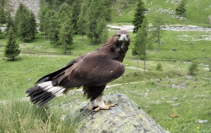 L’aquila reale Matteo torna a volare libera nei cieli della Val Fontana