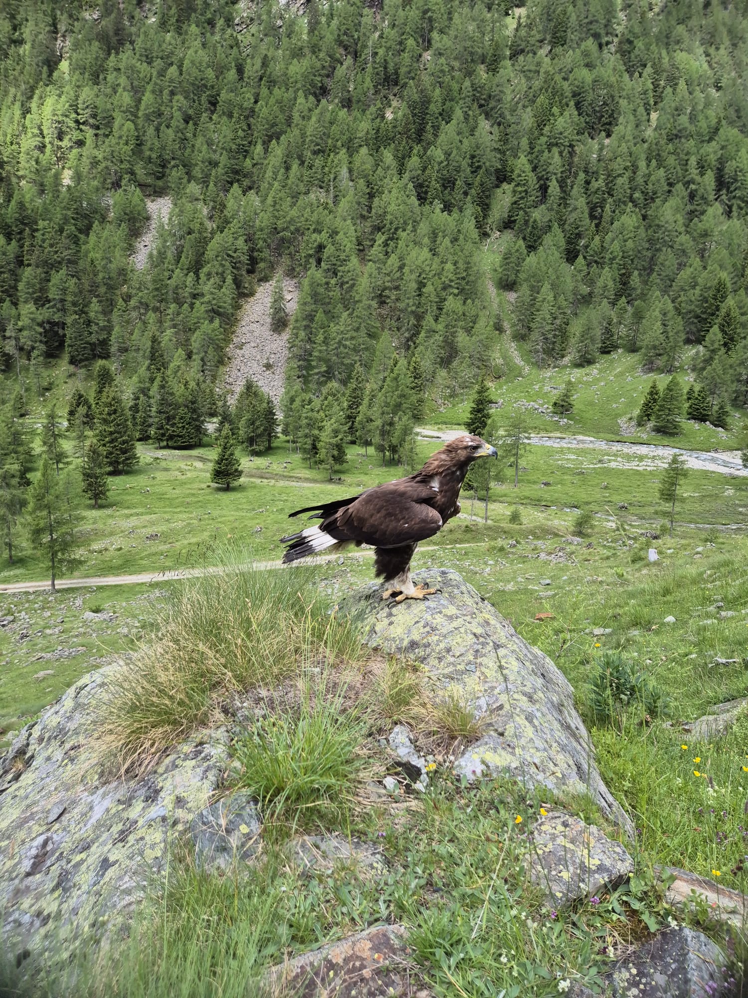 Rilascio Aquila Provincia Sondrio3