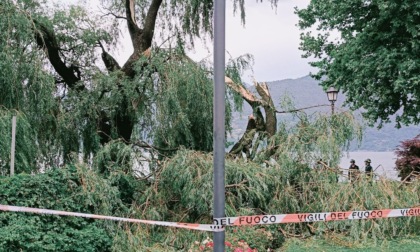 Maltempo a Colico: albero abbattuto dal vento sul lungolago, ferito un ciclista
