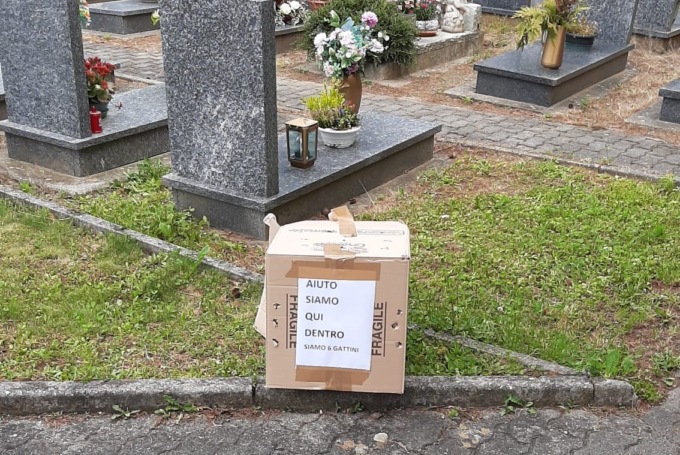 Sei gattini appena nati abbandonati in uno scatolone al cimitero