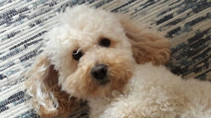 Ultimo giorno per mandarci la fotografia del tuo amico cane: sarà pubblicata sabato su Centro Valle
