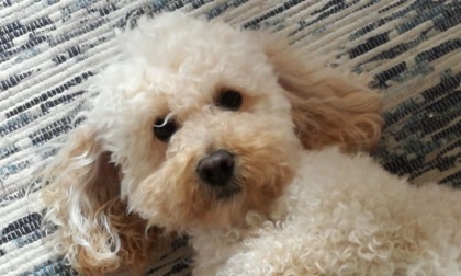 Mandaci la fotografia del tuo amico cane: sarà pubblicata su Centro Valle