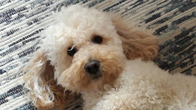 Ultimo giorno per mandarci la fotografia del tuo amico cane: sarà pubblicata sabato su Centro Valle
