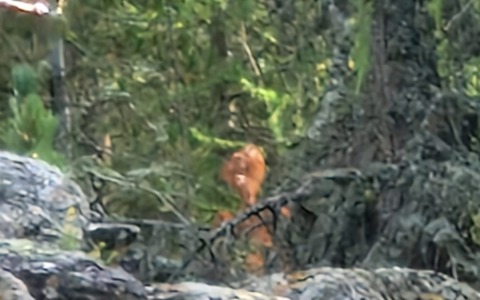 Vanno a funghi e incontrano l’orso