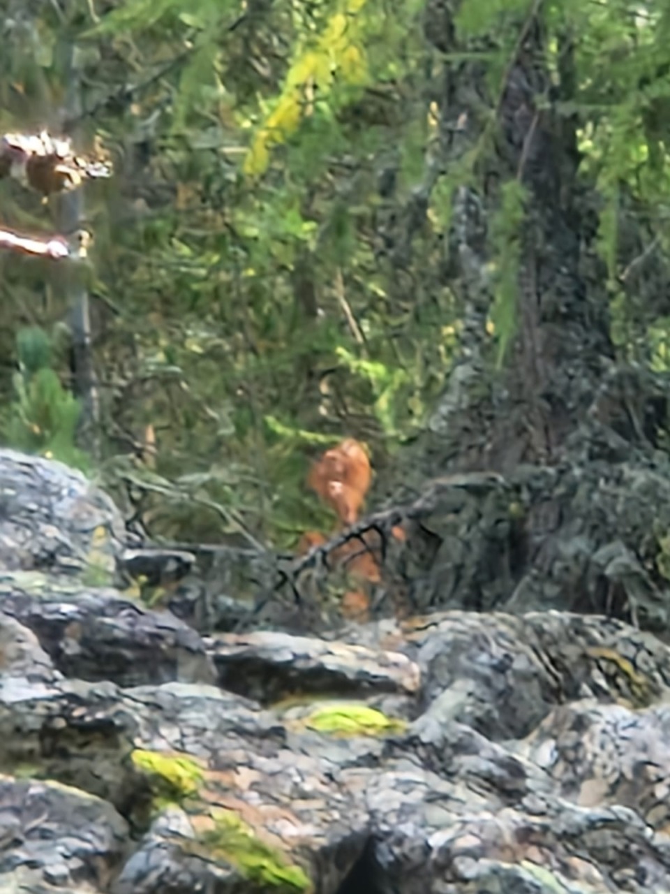 Vanno a funghi e incontrano l’orso