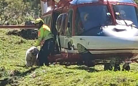 Il cane Neve cade in un dirupo, recuperato con l’elicottero
