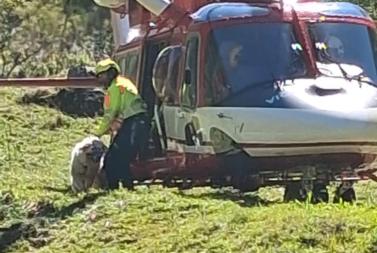 Il cane Neve cade in un dirupo, recuperato con l’elicottero