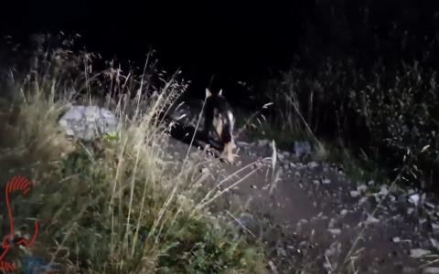 Lupi: un branco in val Zebrù e un giovane catturato e rilasciato in Val di Viso