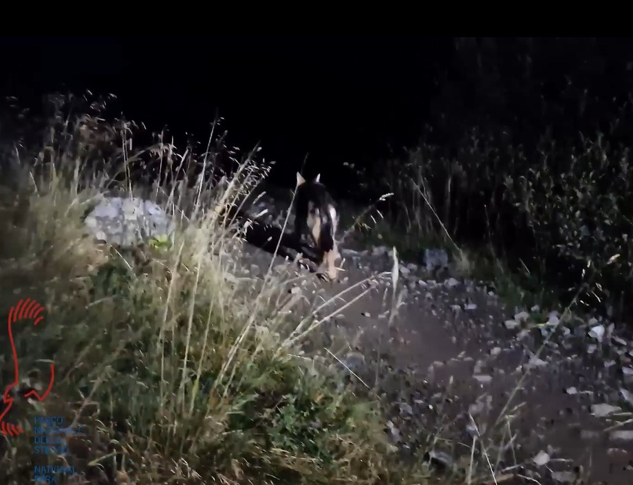 Lupi: un branco in val Zebrù e un giovane catturato e rilasciato in Val di Viso