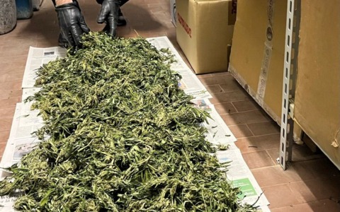 Coltivava marijuana in casa: arrestato, sequestrati rami per 3 chili e funghetti allucinogeni