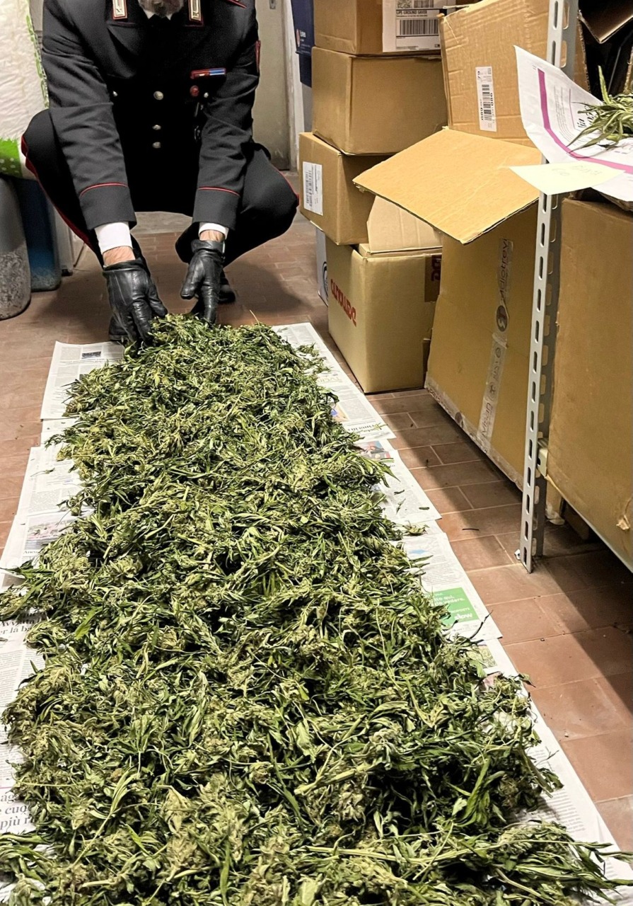Coltivava marijuana in casa: arrestato, sequestrati rami per 3 chili e funghetti allucinogeni