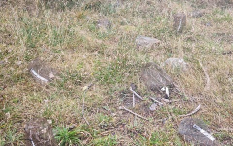 Vandalizzato il “Giardino degli Alberi”: due anni di ricerca in fumo