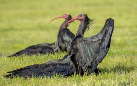 Ibis eremita uccisi a fucilate, Zamperini: “Serve che il mondo venatoria possa irrogare sanzioni interne”