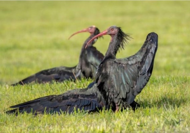 Ibis eremita uccisi a fucilate, Zamperini: “Serve che il mondo venatoria possa irrogare sanzioni interne”