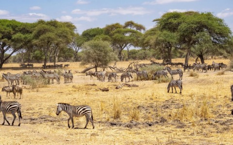 Come organizzare un safari in Tanzania: la guida di Tracks of Africa