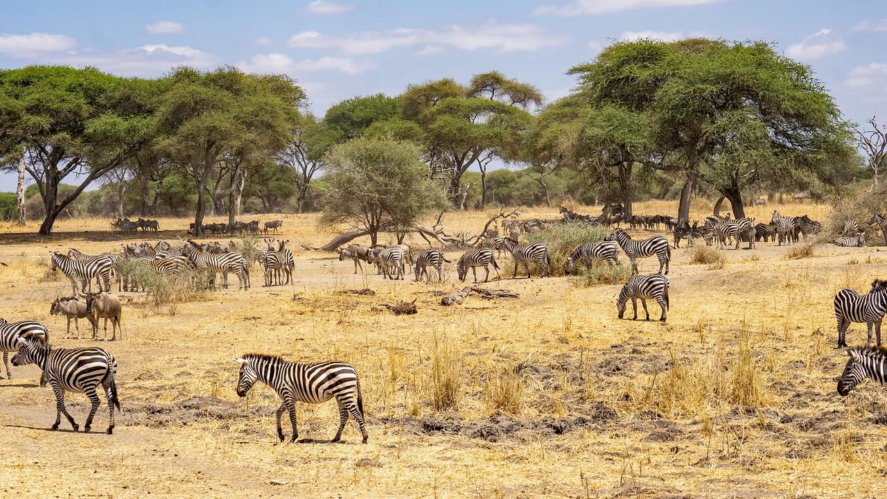 Come organizzare un safari in Tanzania: la guida di Tracks of Africa