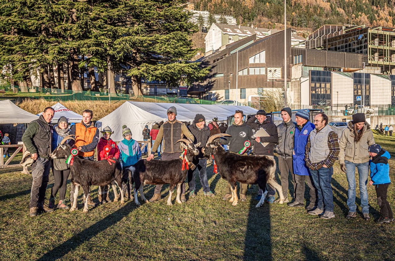 Domenica prossima la Mostra Provinciale della Capra Frisa Frontalasca