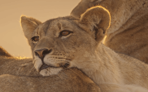 Sondrio Festival: si chiude la prima settimana tra grandi ospiti e applausi