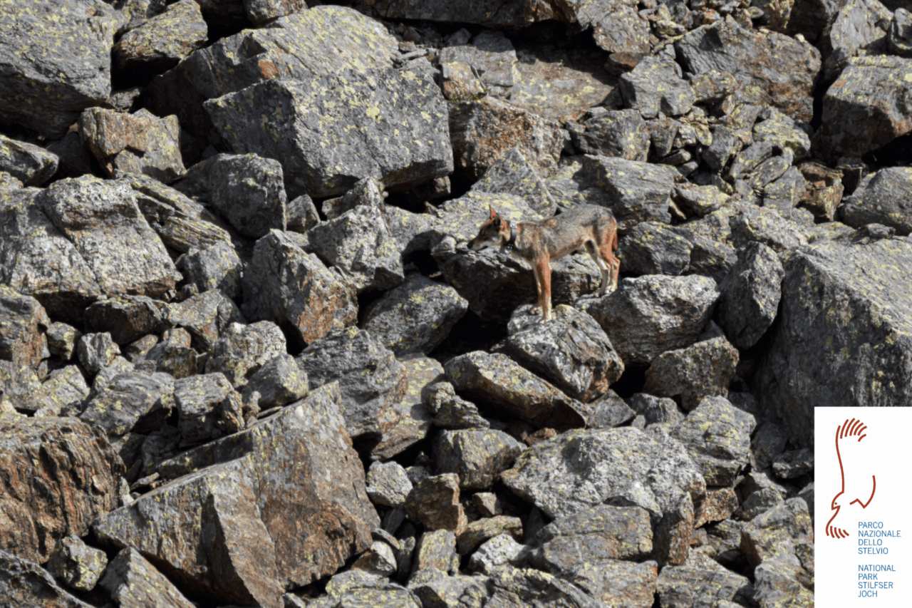 Il Parco ha “perso” il lupo Ludovica