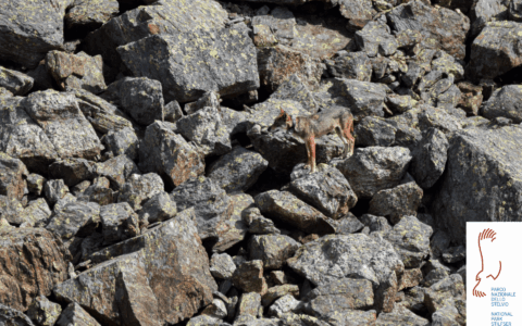 Il Parco ha “perso” il lupo Ludovica