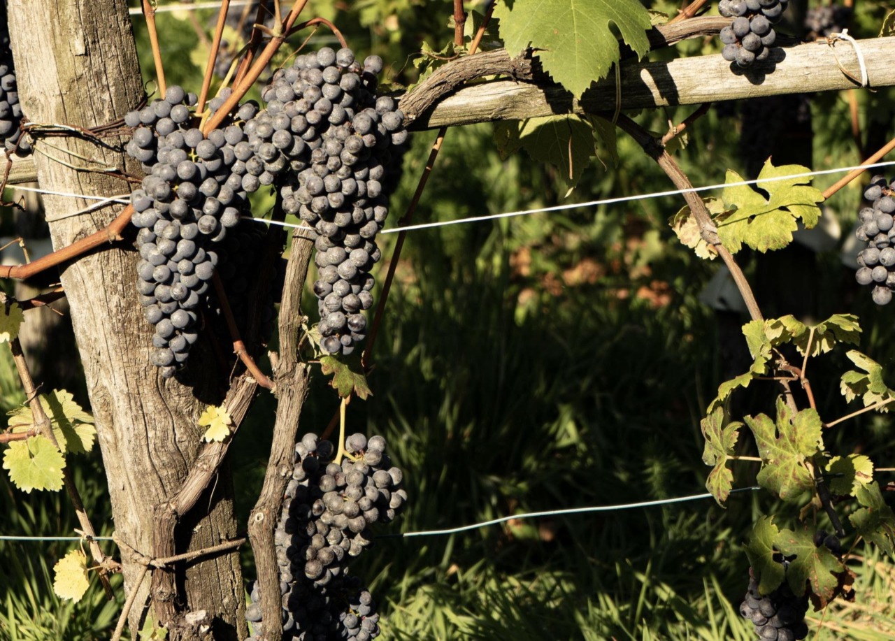 Vendemmia 2025 in Valtellina: si preannuncia un’annata positiva