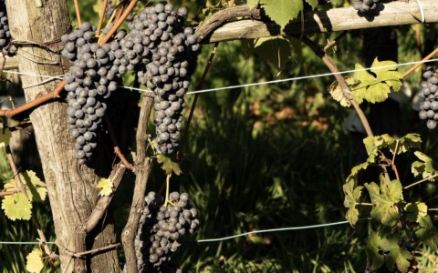 Vendemmia 2025 in Valtellina: si preannuncia un’annata positiva