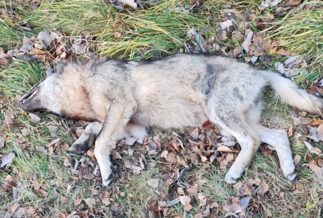 Lupo investito e ucciso da un’auto