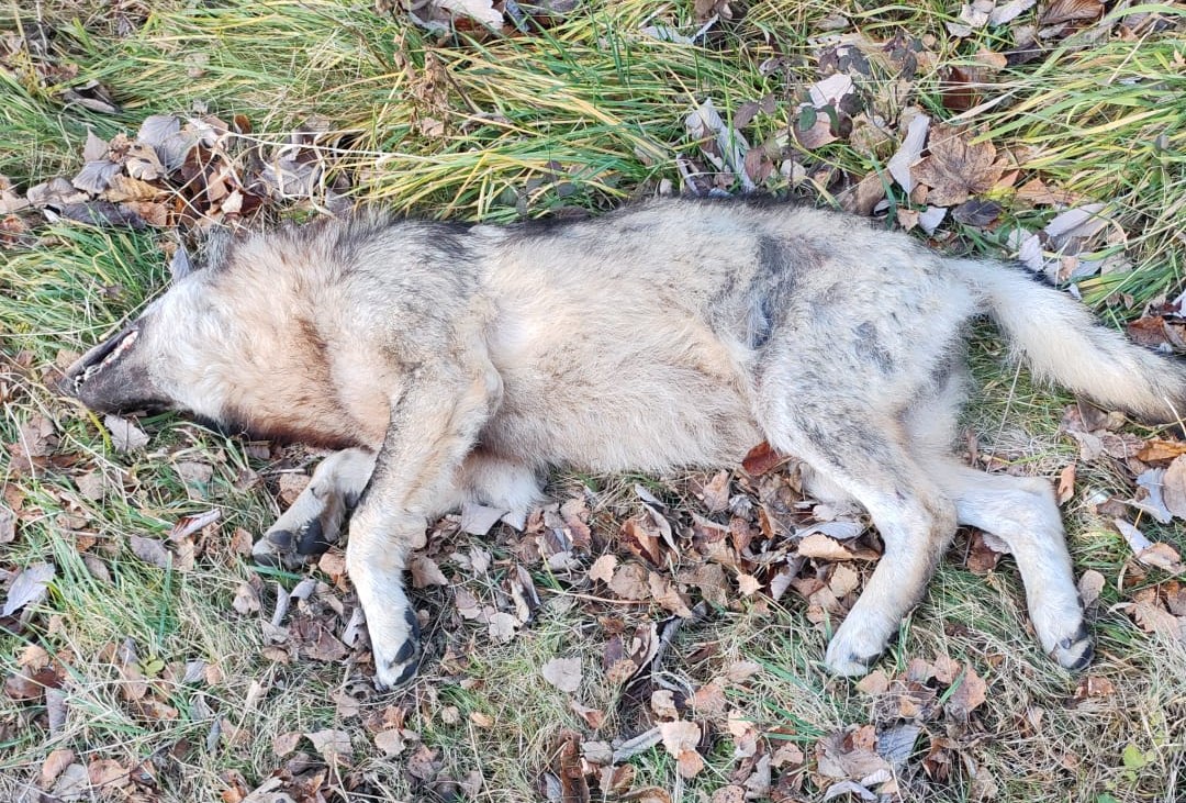 Lupo investito e ucciso da un’auto