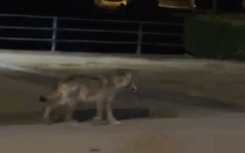 Lupo avvistato sulla Statale 36: video girato con lo smartphone nella serata del 18 gennaio 2026