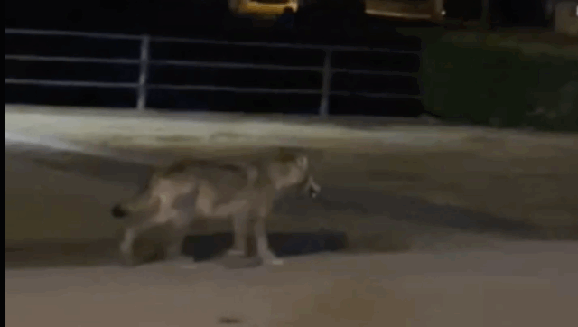 Lupo avvistato sulla Statale 36: video girato con lo smartphone nella serata del 18 gennaio 2026