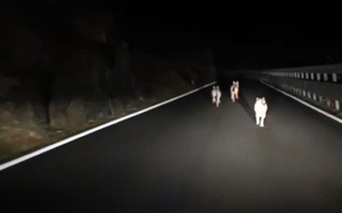 Tre lupi scorrazzano sulla Statale 36