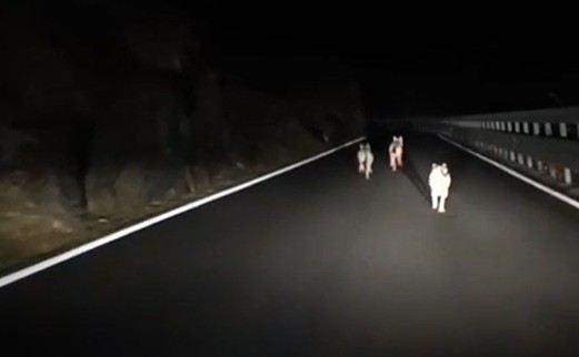 Tre lupi scorrazzano sulla Statale 36