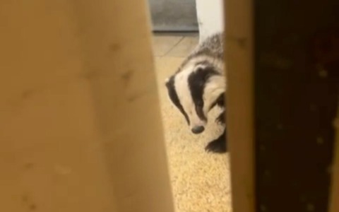 Incontro a sorpresa a Gravedona: tasso recuperato e rimesso in libertà