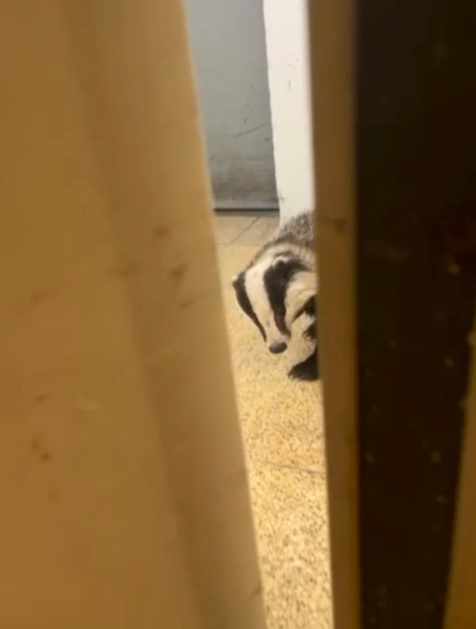 Incontro a sorpresa a Gravedona: tasso recuperato e rimesso in libertà