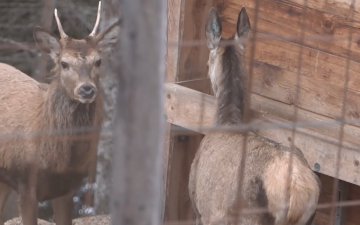 Valmalenco, tre cerve salvate troveranno casa nell’oasi protetta “Casa di Bambi”: scatta la raccolta fondi