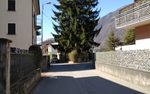 In Porta Milanese una pianta che fa paura