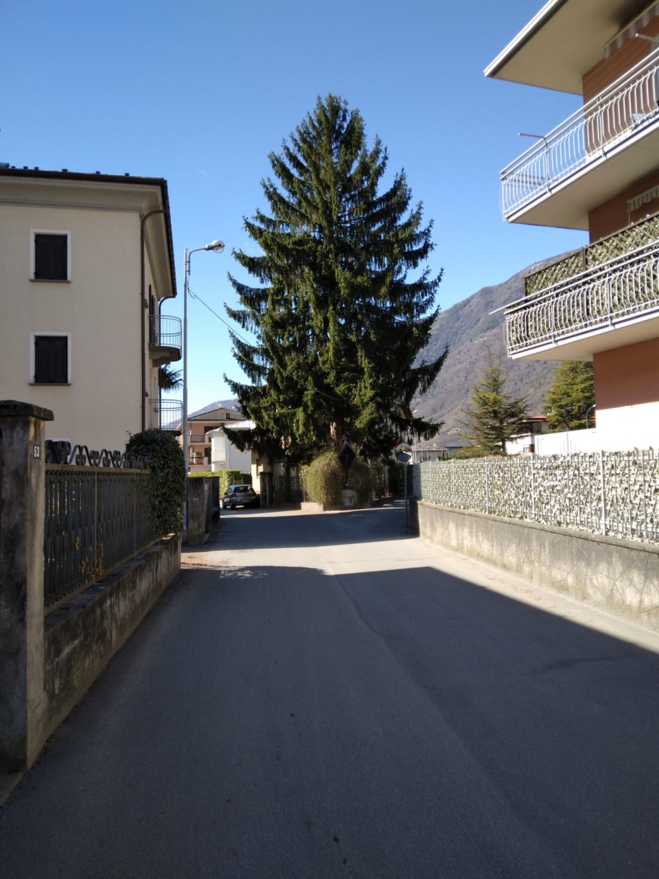 In Porta Milanese una pianta che fa paura