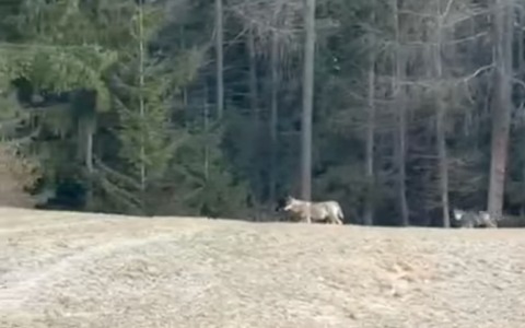 Branco di lupi avvistato in Valdidentro