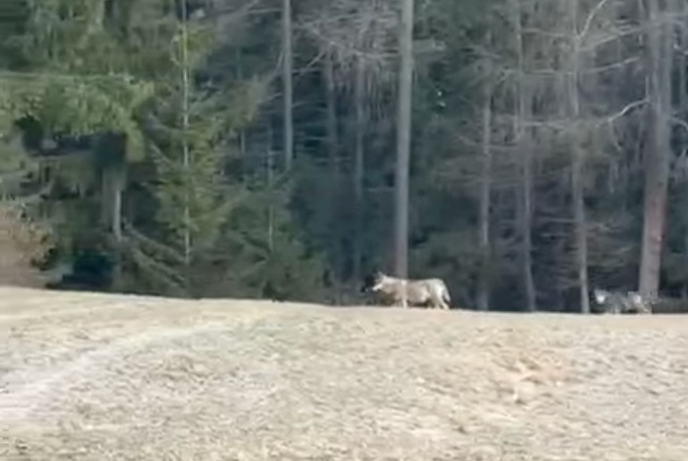 Branco di lupi avvistato in Valdidentro