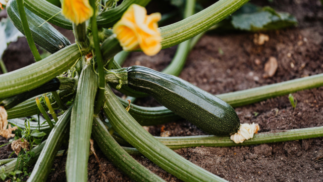 Signore e signori ecco a voi la zucchina, regina nell’orto di chi è alle prime armi